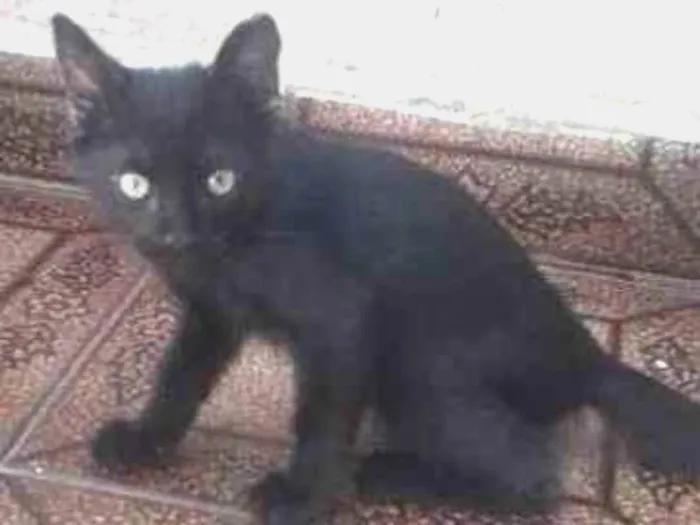 Gato ra a Srd idade 2 a 6 meses nome Sasuke, Hinata e Him