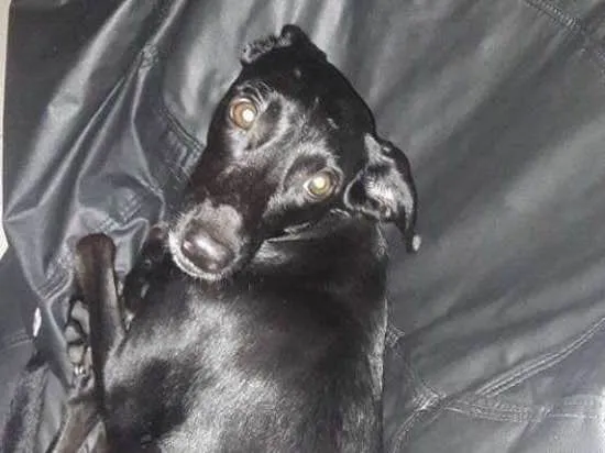Cachorro ra a SRD idade 3 anos nome Nêga