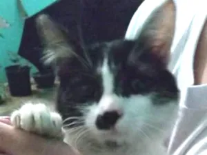 Gato raça srd idade 2 a 6 meses nome Gata Frajolinha