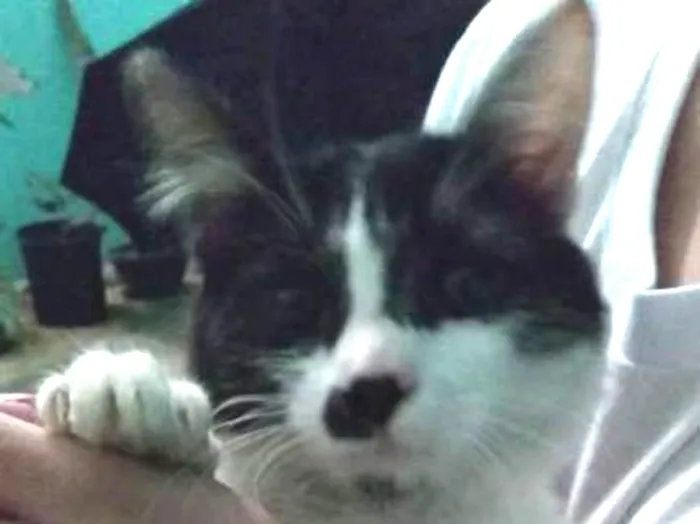 Gato ra a srd idade 2 a 6 meses nome Gata Frajolinha