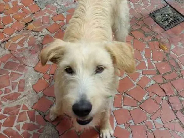 Cachorro ra a vira-lata idade 1 ano nome Estrela