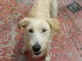 Estrela