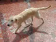 Estrela