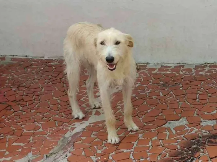 Cachorro ra a vira-lata idade 1 ano nome Estrela