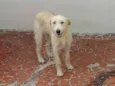Estrela
