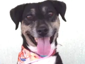 Cachorro raça Não definida idade 3 anos nome Lassie
