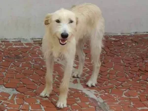 Cachorro raça vira-lata idade 1 ano nome Estrela