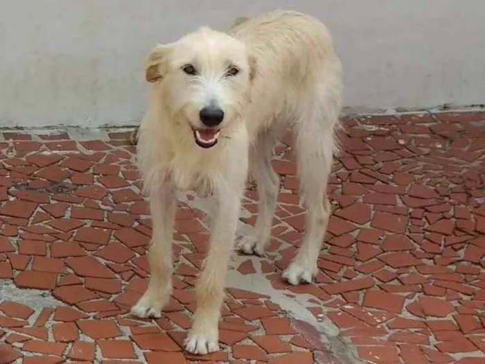 Cachorro ra a vira-lata idade 1 ano nome Estrela