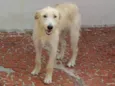 Estrela