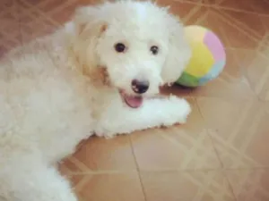 Cachorro raça Poddle idade 7 a 11 meses nome Luck