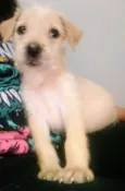 Penny