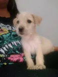 Penny
