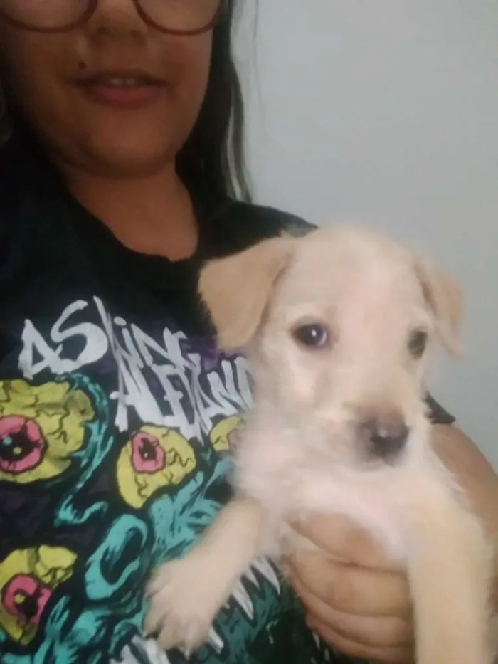 Cachorro ra a Srd idade 2 a 6 meses nome Penny
