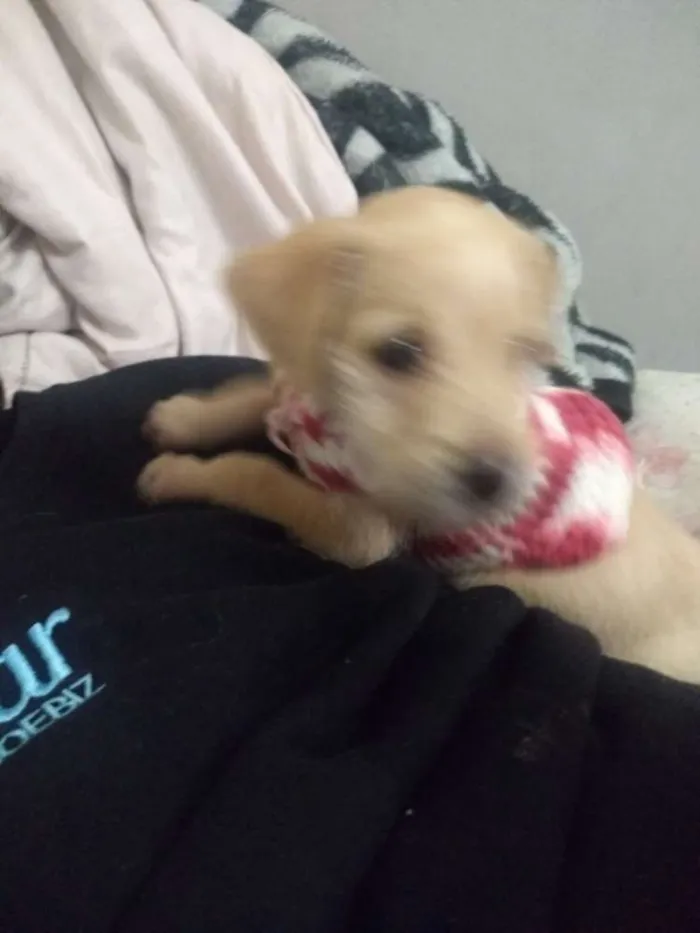 Cachorro ra a Srd idade 2 a 6 meses nome Penny