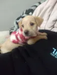 Penny