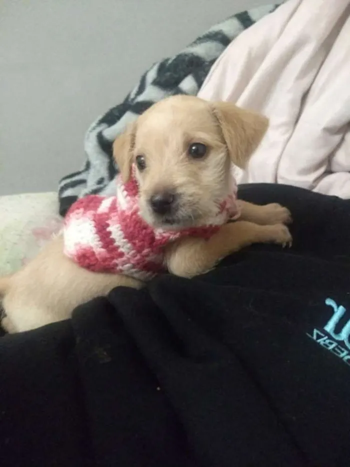 Cachorro ra a Srd idade 2 a 6 meses nome Penny
