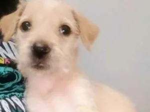Cachorro raça Srd idade 2 a 6 meses nome Penny
