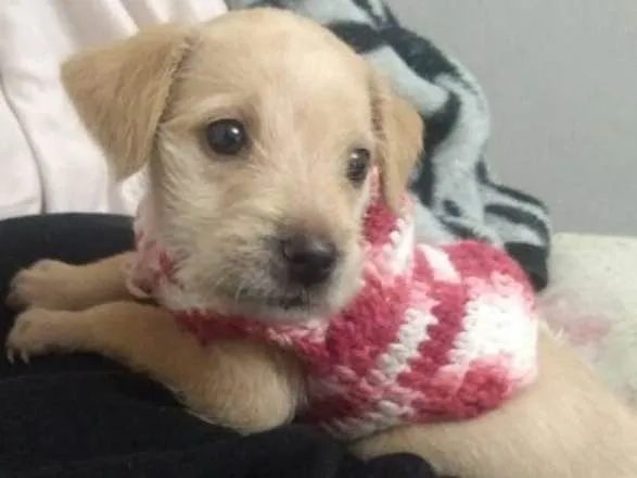 Cachorro ra a Srd idade 2 a 6 meses nome Penny