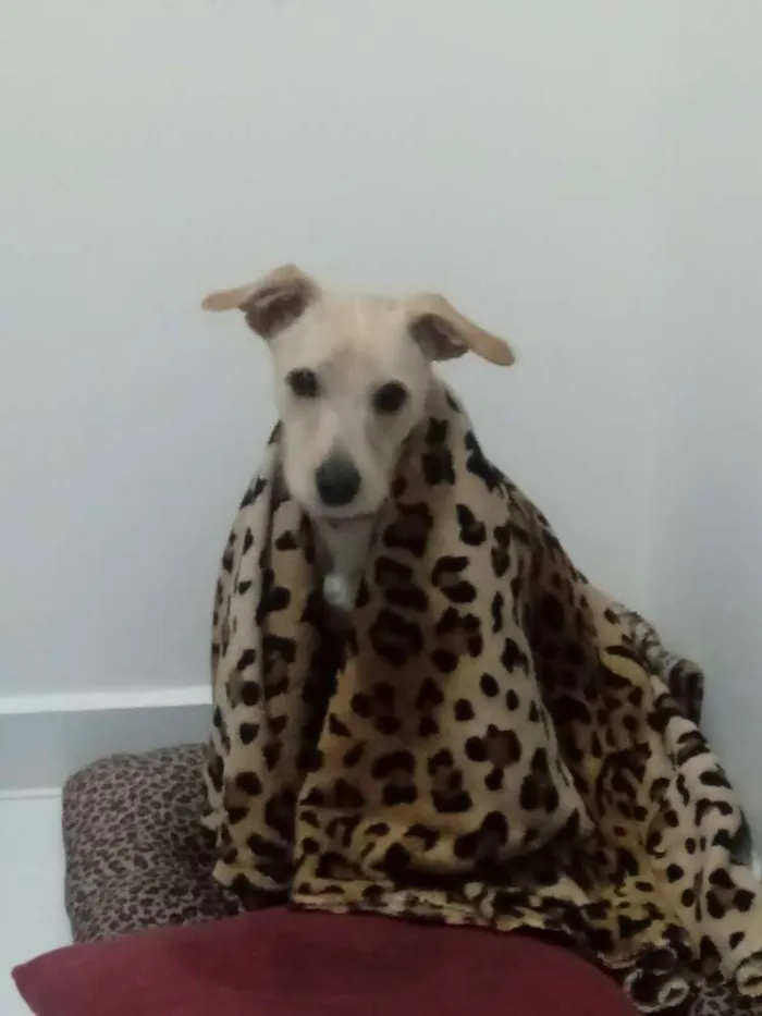 Cachorro ra a Não definida idade 7 a 11 meses nome Zelda