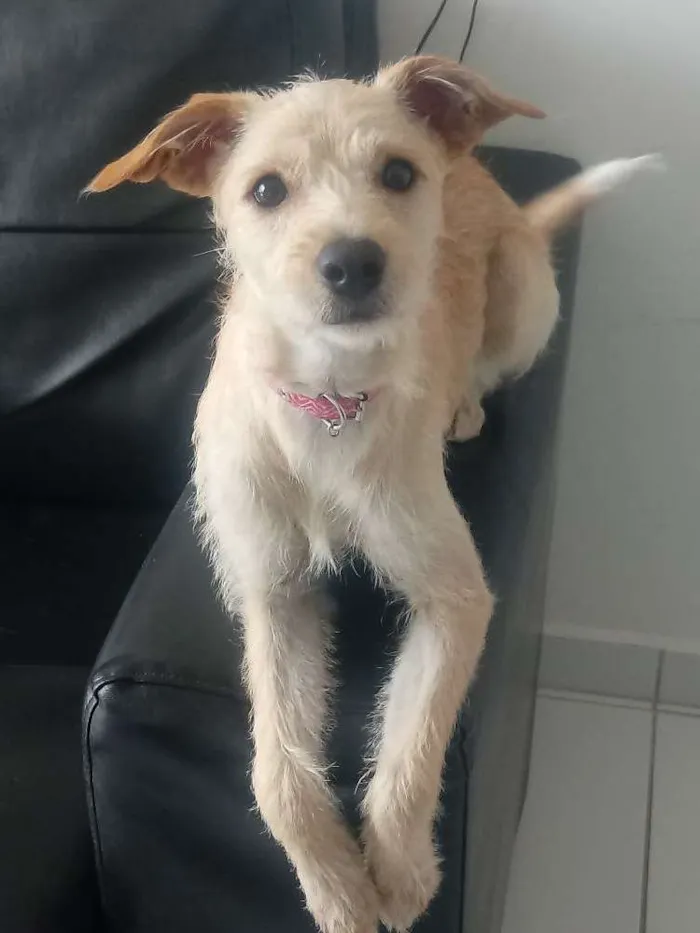 Cachorro ra a Não definida idade 7 a 11 meses nome Zelda