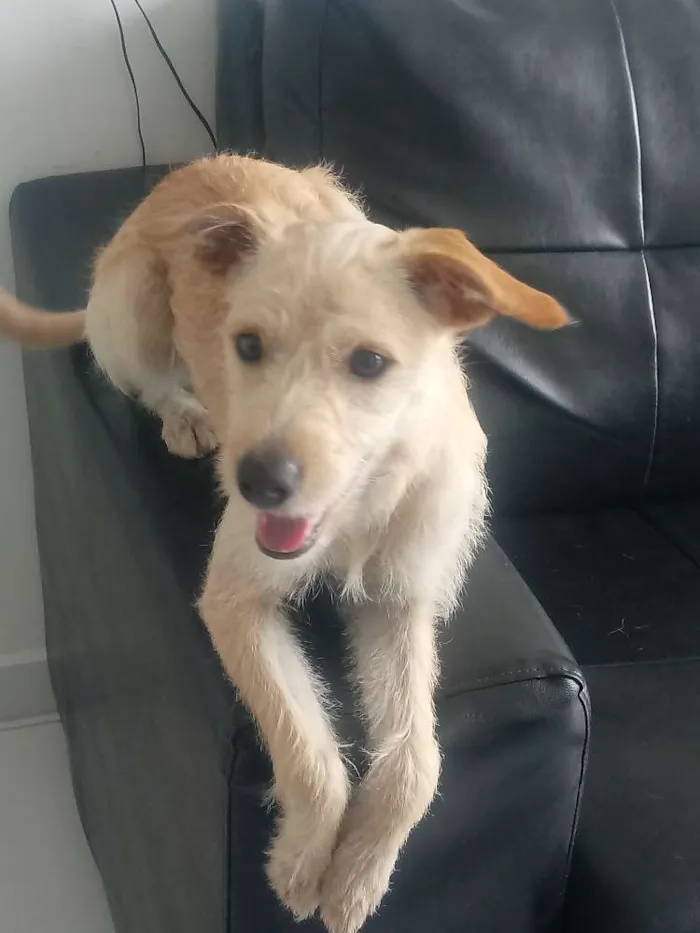Cachorro ra a Não definida idade 7 a 11 meses nome Zelda