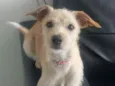 Zelda