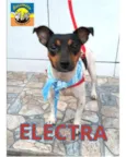 Cachorro raça SRD idade 2 anos nome ELECTRA