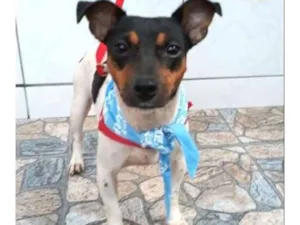 Cachorro raça SRD idade 2 anos nome ELECTRA