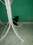 Nao tem
