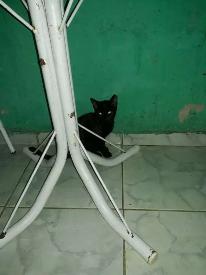 Gato ra a Srd idade 2 a 6 meses nome Nao tem