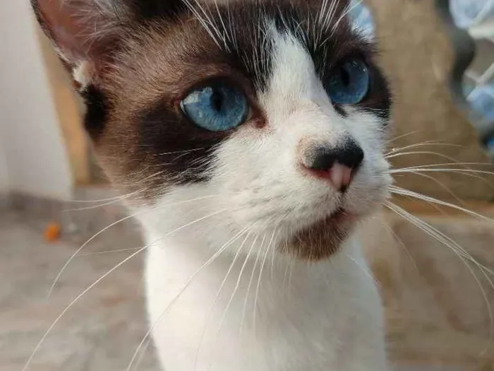 Gato ra a SRD idade 2 anos nome Tina