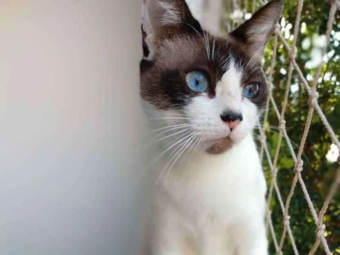 Gato ra a SRD idade 2 anos nome Tina