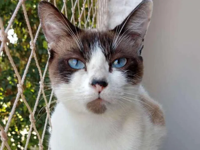 Gato ra a SRD idade 2 anos nome Tina
