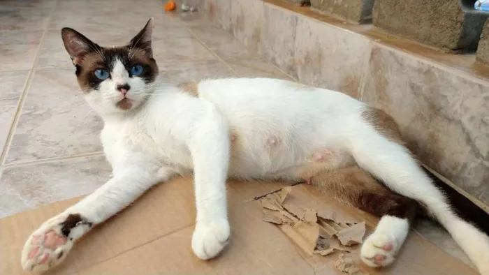 Gato ra a SRD idade 2 anos nome Tina