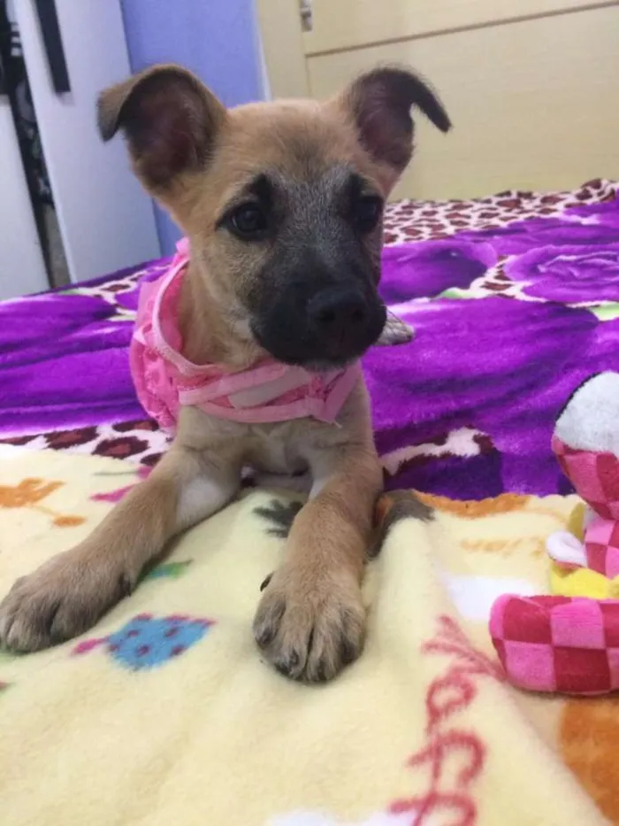 Cachorro ra a Srd idade 2 a 6 meses nome Callie