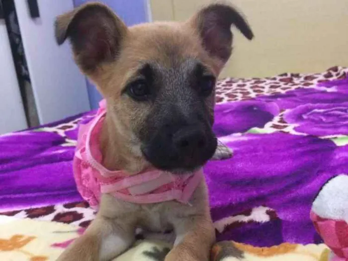 Cachorro ra a Srd idade 2 a 6 meses nome Callie