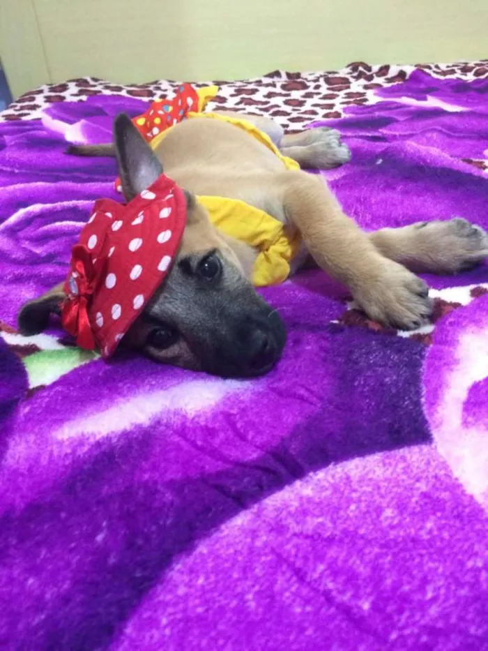 Cachorro ra a Srd idade 2 a 6 meses nome Callie