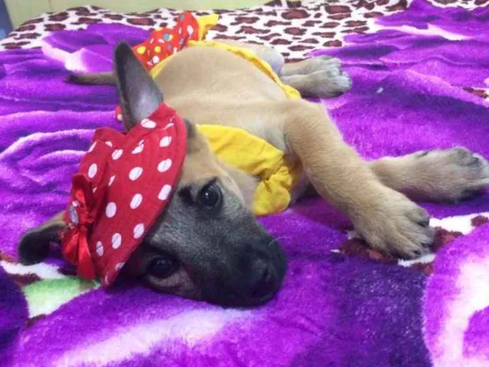 Cachorro ra a Srd idade 2 a 6 meses nome Callie