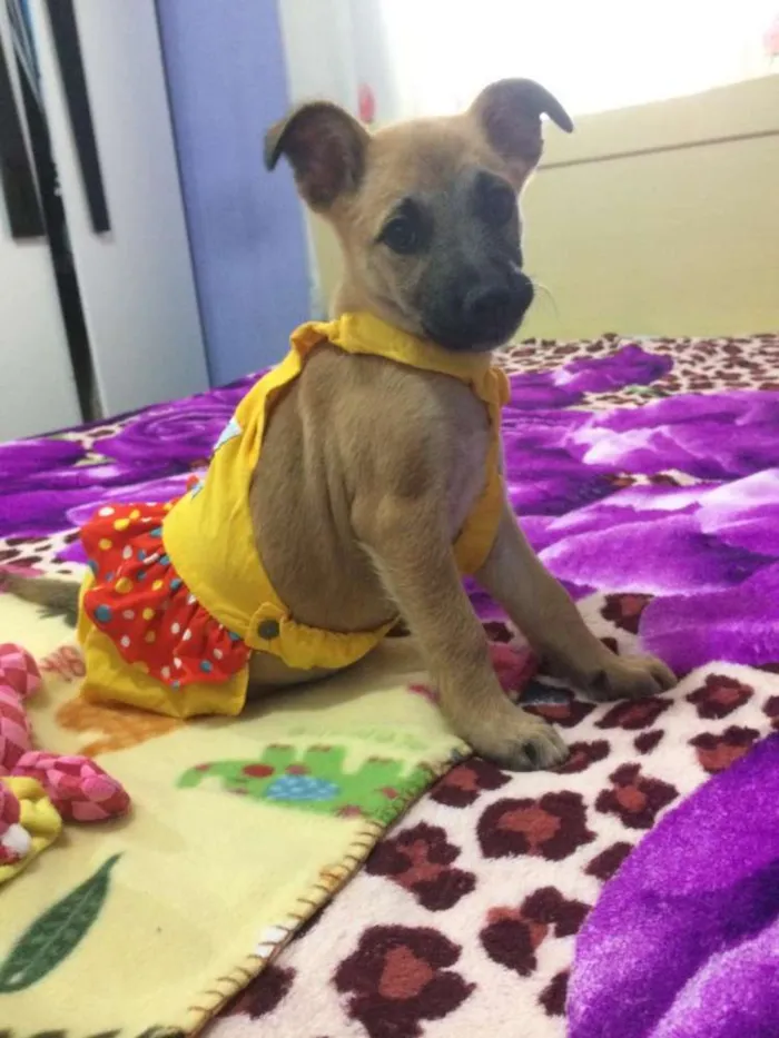 Cachorro ra a Srd idade 2 a 6 meses nome Callie