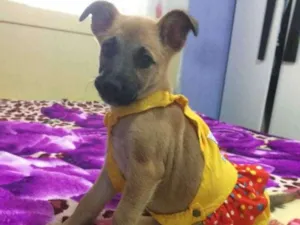 Cachorro raça Srd idade 2 a 6 meses nome Callie