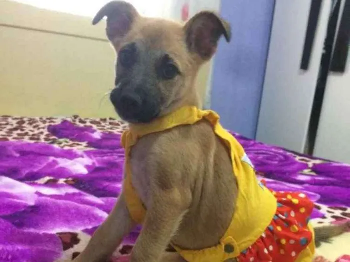 Cachorro ra a Srd idade 2 a 6 meses nome Callie