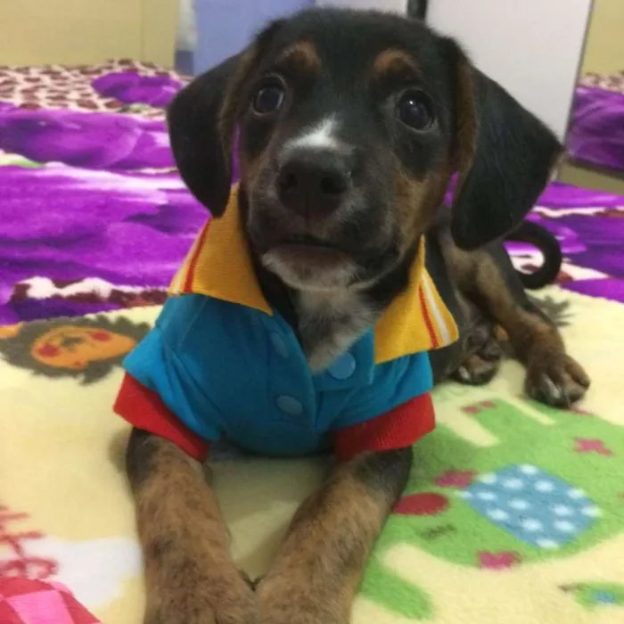 Cachorro ra a Srd idade 2 a 6 meses nome Mark