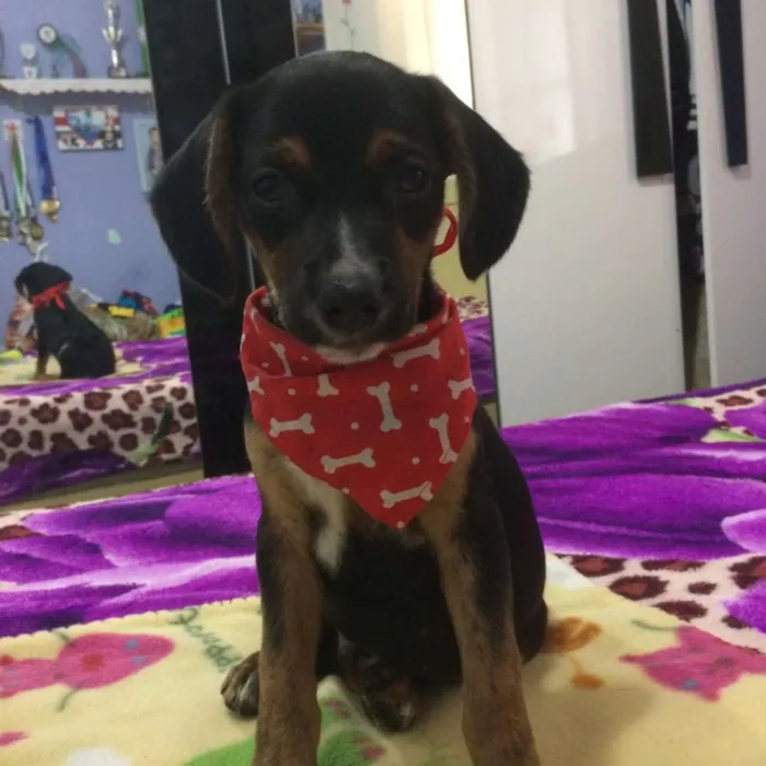 Cachorro ra a Srd idade 2 a 6 meses nome Mark