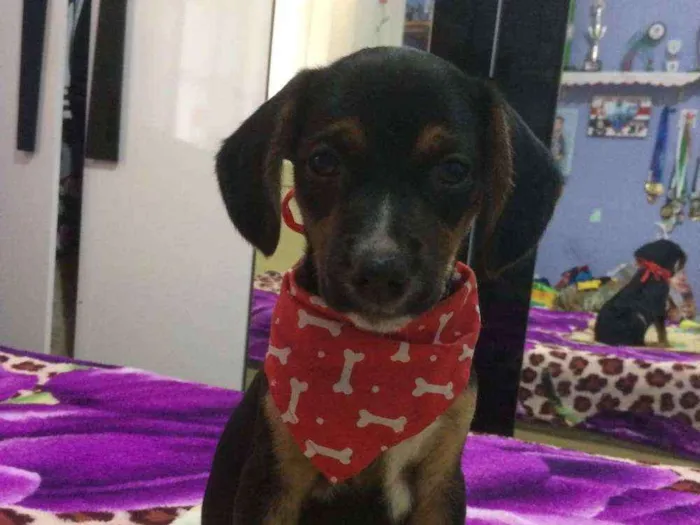 Cachorro ra a Srd idade 2 a 6 meses nome Mark