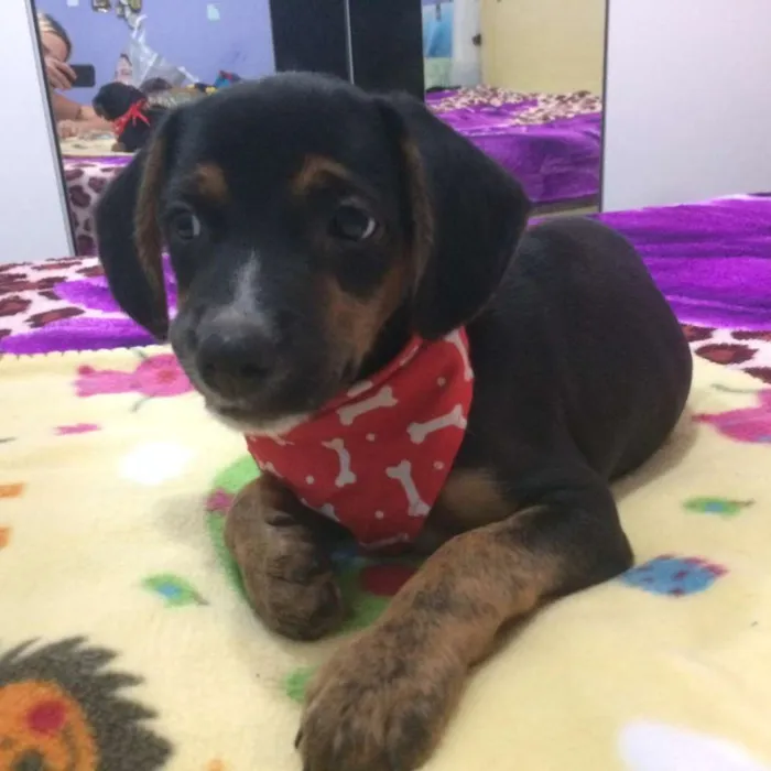 Cachorro ra a Srd idade 2 a 6 meses nome Mark