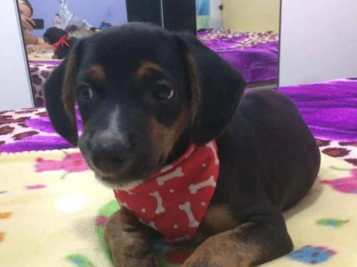 Cachorro ra a Srd idade 2 a 6 meses nome Mark