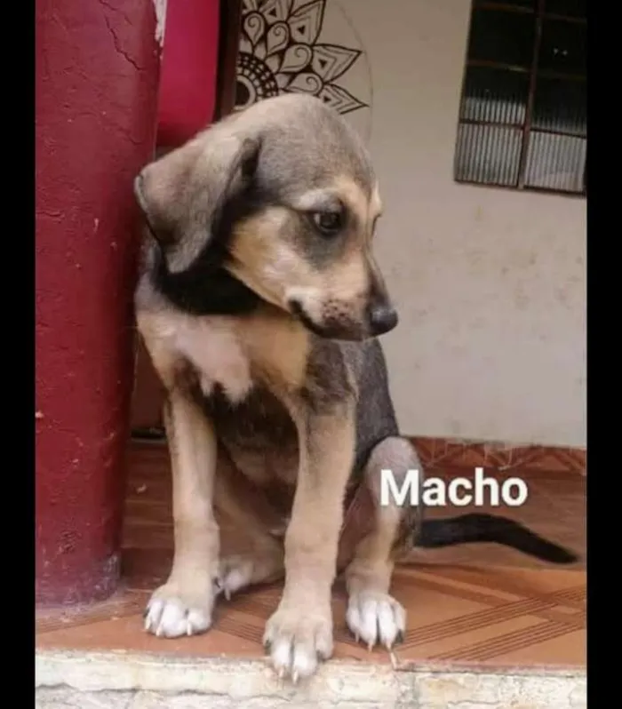 Cachorro raça SRD idade 2 a 6 meses nome Sem Nome