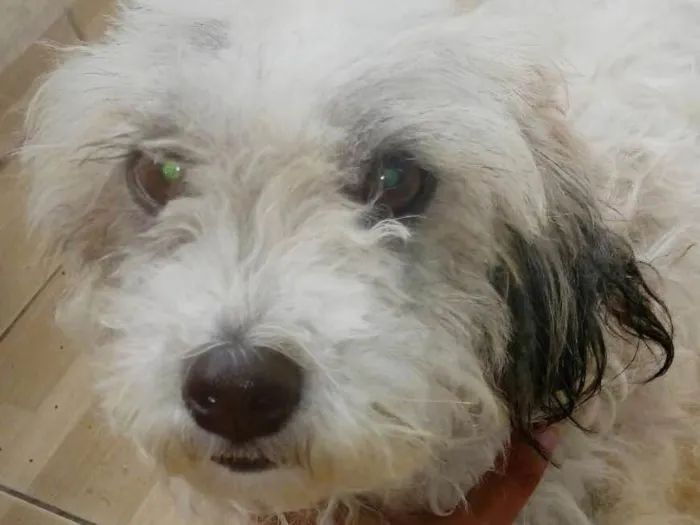 Cachorro ra a Vira lata idade 2 anos nome Luna