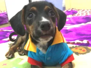 Cachorro raça Srd idade 2 a 6 meses nome Mark