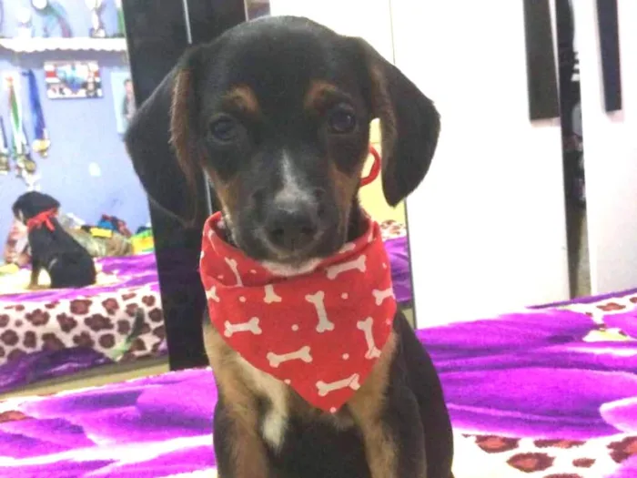 Cachorro ra a Srd idade 2 a 6 meses nome Mark